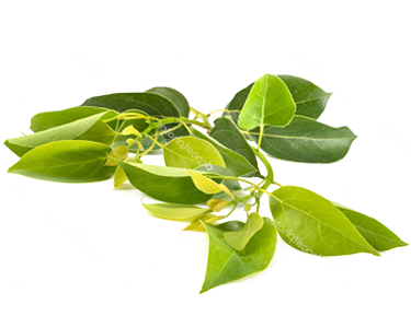 ArcticBlast Ingredient - Camphor Oil