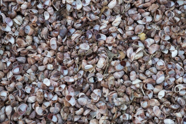 Buckwheat grains texture, used in buckwheat pillows