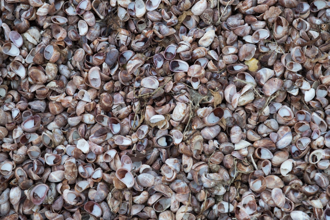 Buckwheat grains texture, used in buckwheat pillows