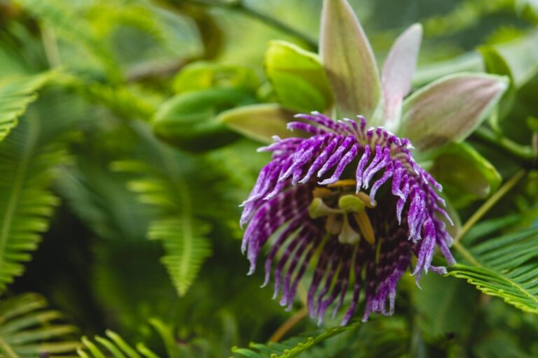 Purple passionflower - YU SLEEP natural sleep ingredients